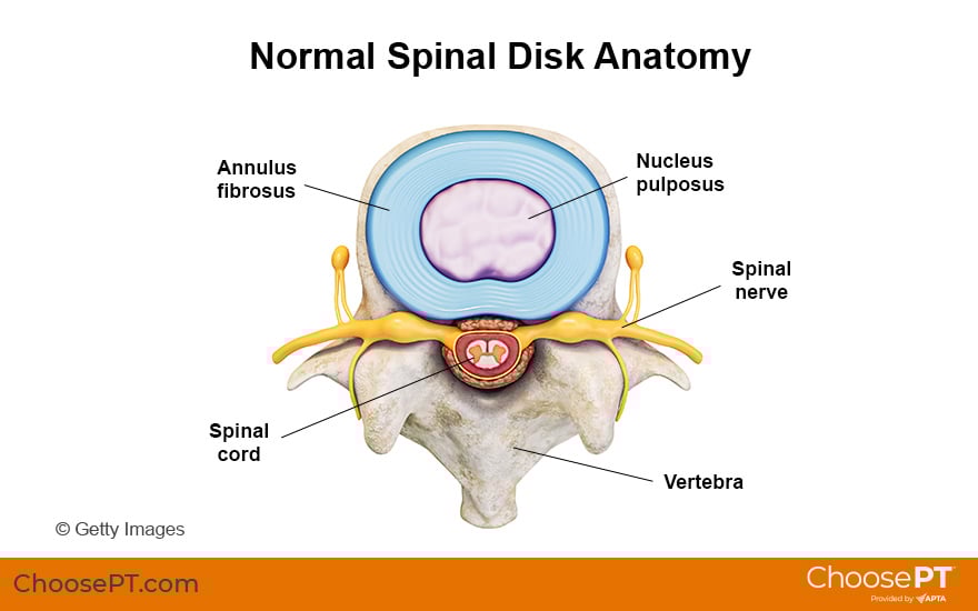Illustration of Normal Spinal Disk Anatomy
